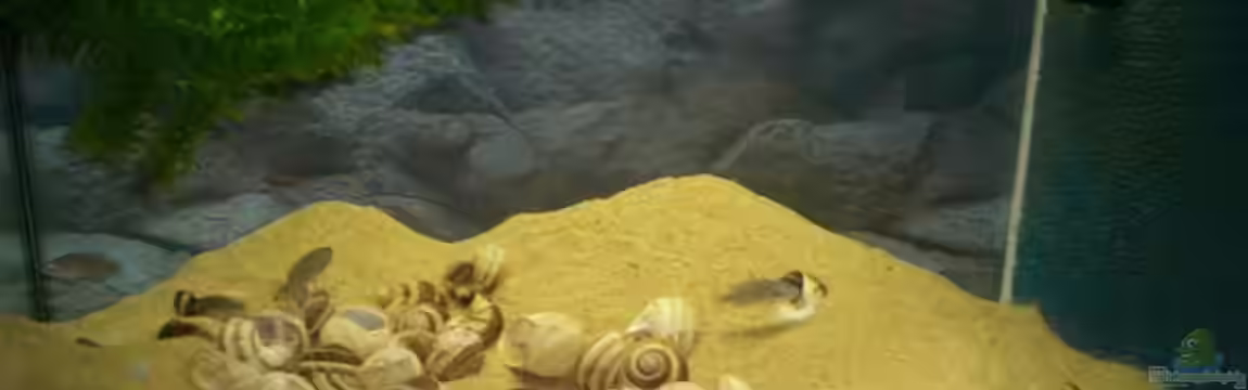 Becken 1689 - nur noch ein Beispiel von fungibel