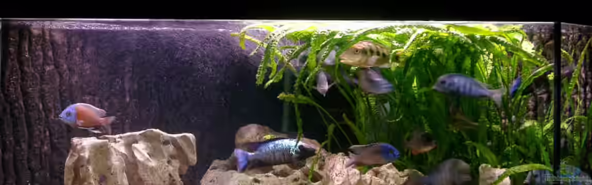 Becken 169 von Matthias Zeidler