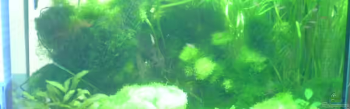 Becken 1690 von Lars Buchholz