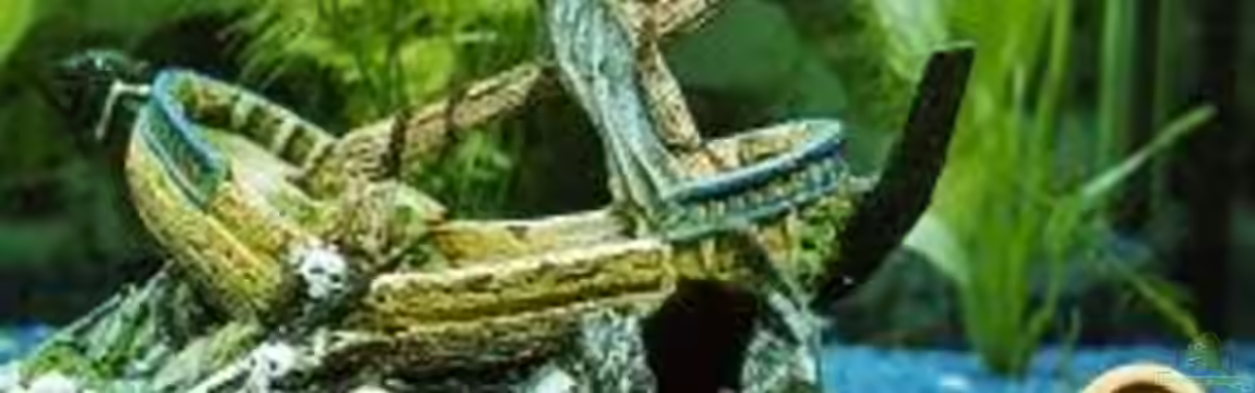 Becken 1695 von Müller Eric