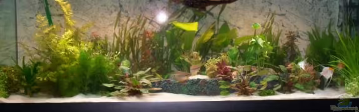 Becken 16959 von SaMo