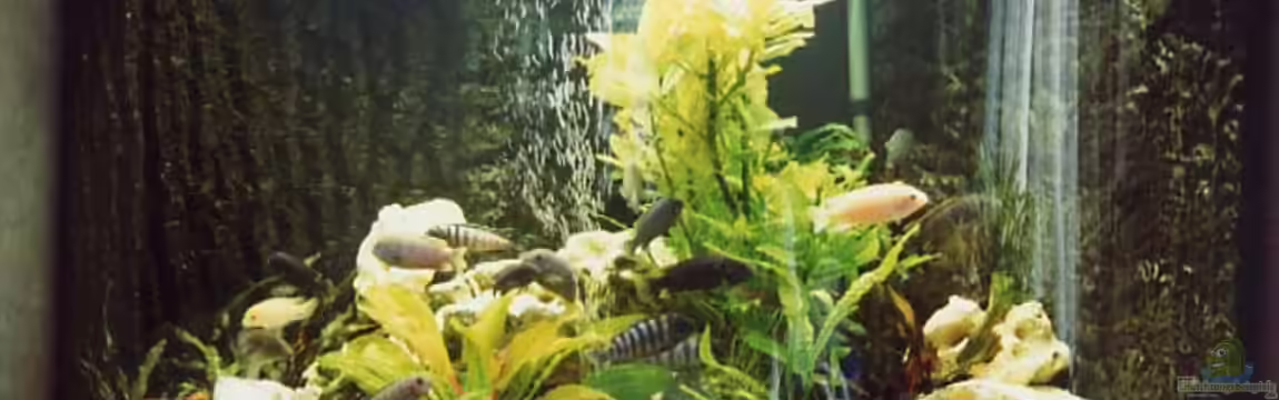 Becken 17 von Manfred Bergler