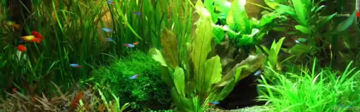 Becken 1705 von Claudia Knops