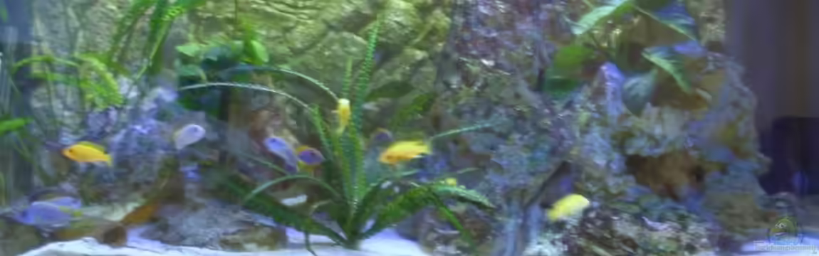 Becken 17056 von haifisch