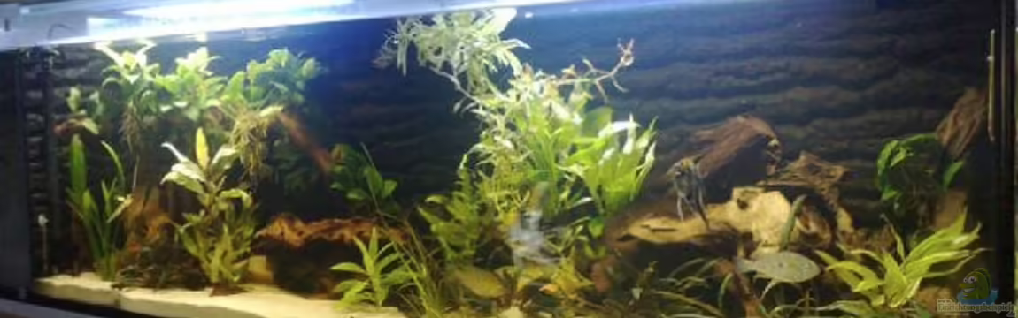 Becken 17075 von skalarvonwels