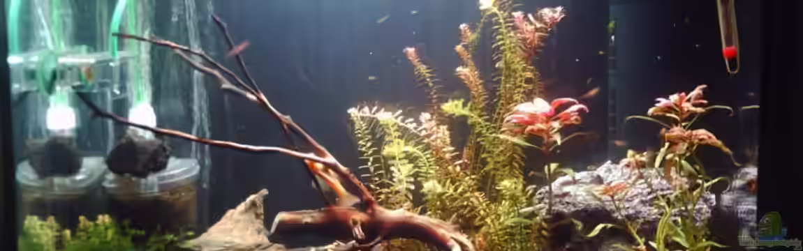 Becken 17094 (Nur noch als Beispiel) von El Grande