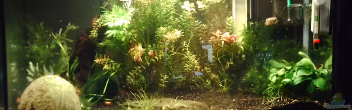 Becken 17122 (Nur noch als Beispiel) von El Grande