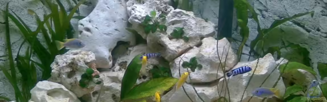 Becken 17136 von Kleenerfisch