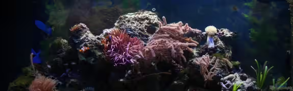 Becken 17284 von Aquarienfreude