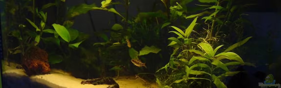 Becken 1733 von Gerd Grau