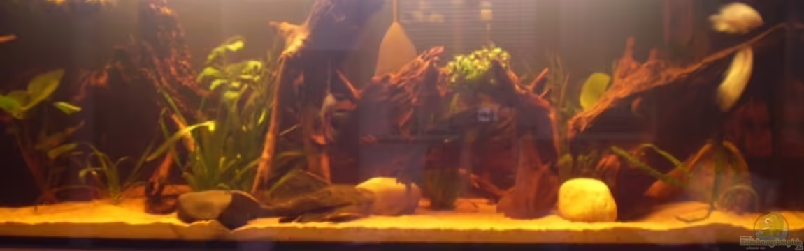 Becken 17364 von Norman Kutzner