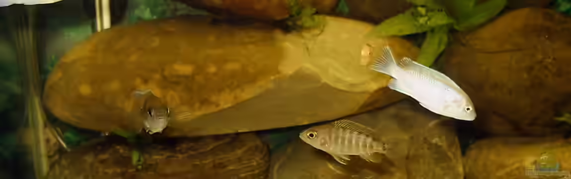 Becken 174 von Mathias Szefka