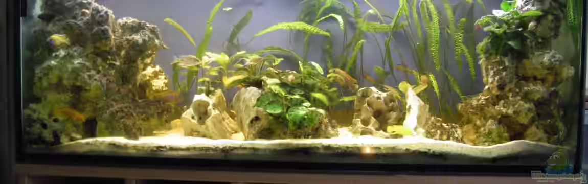 Becken 17469 von Thomas Schlechter