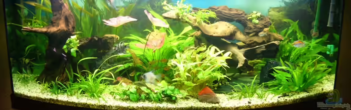 Becken 17539 von Malinois