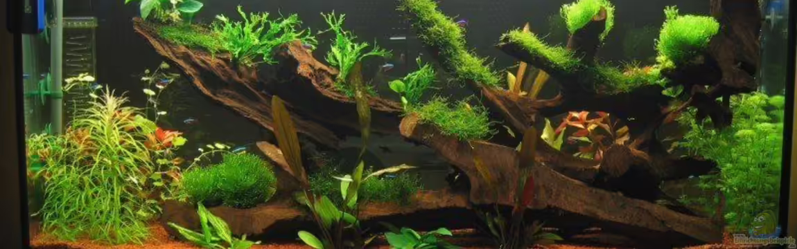 Becken 1756 von Hubert Demonty