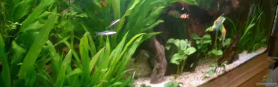 Becken 1764 von elbochos