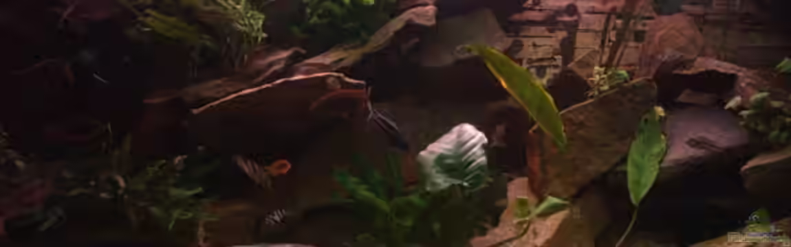 Becken 1767 von Philipp Clodt