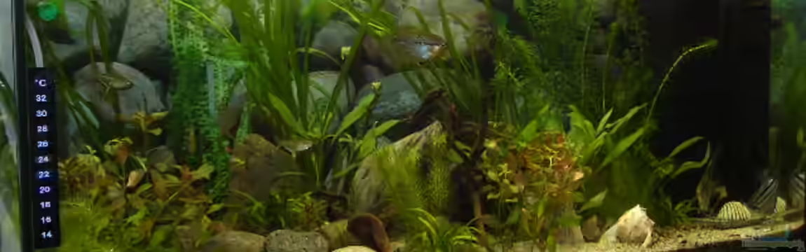 Becken 1772 von Michael Bauer