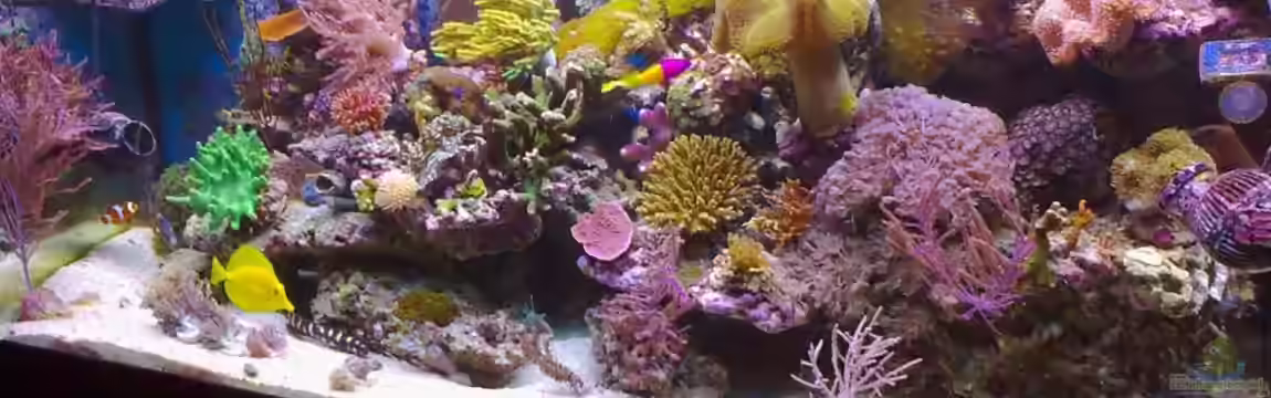 Becken 17780 von Andre Walz