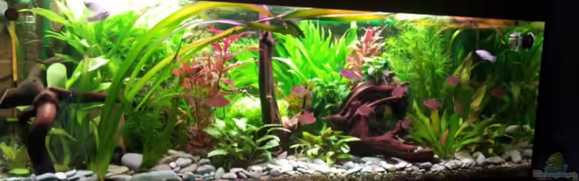 Becken 17802 von FLJ07