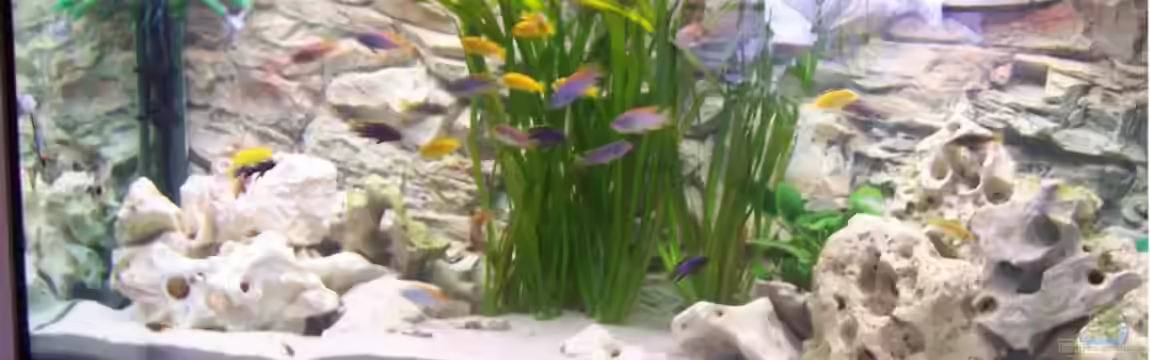 Becken 17833 von wd1965