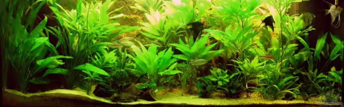 Becken 17853 von FranklinXQ