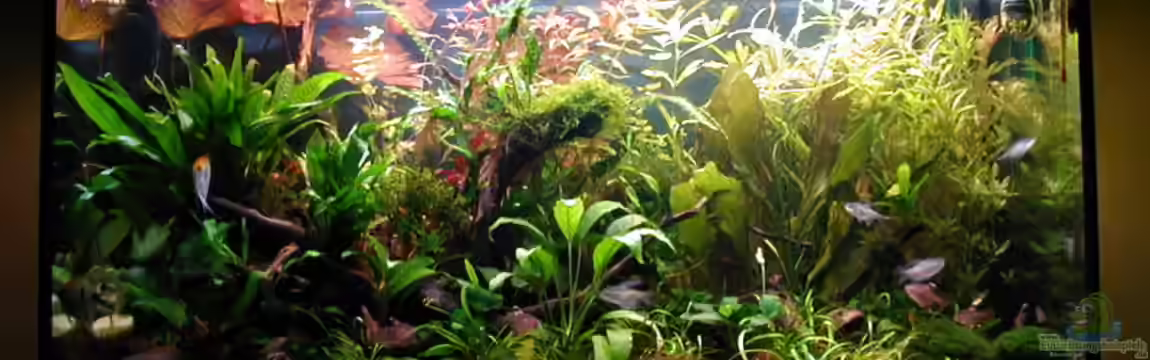 Becken 1789 von Heike Wodzinski