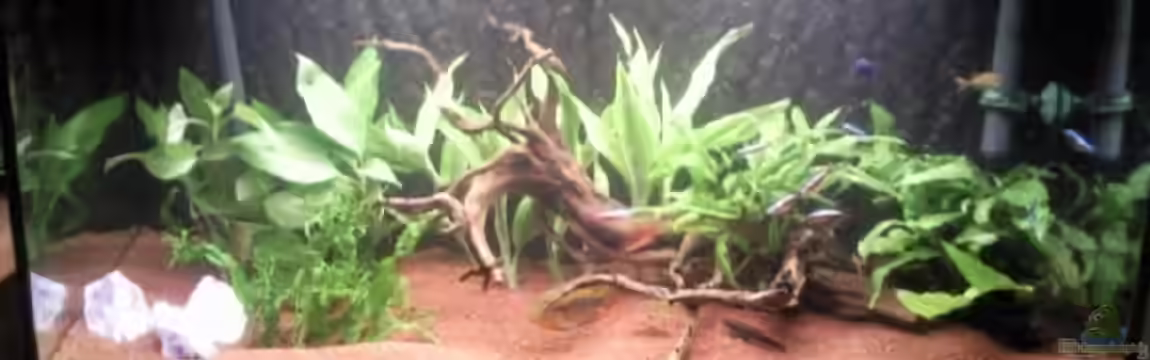 Becken 17922 von Diana Bach