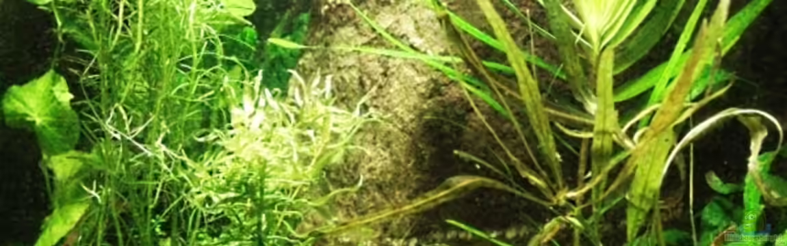 Becken 17945 von Alexander Trösch