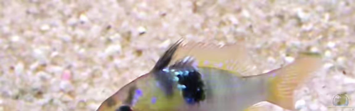 Becken 18021 von Regina Schill