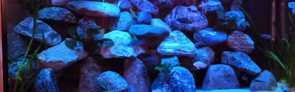 Becken 18028 von Antje 78