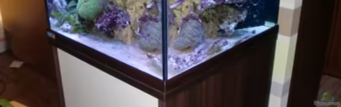 Becken 18039 von dusdus