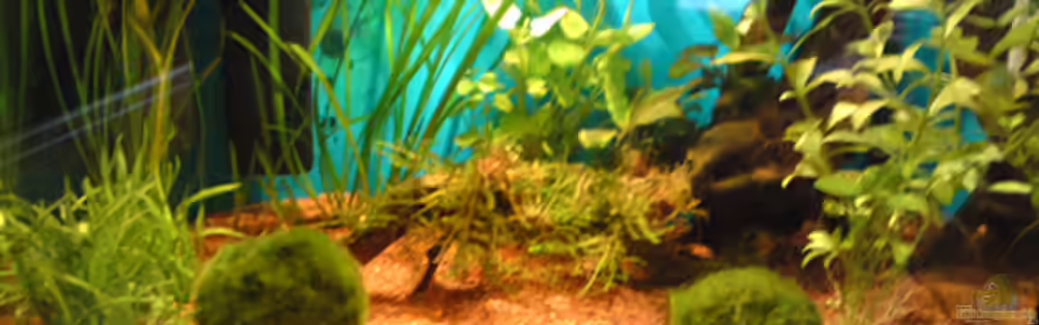 Becken 18088 von Tobias Weber