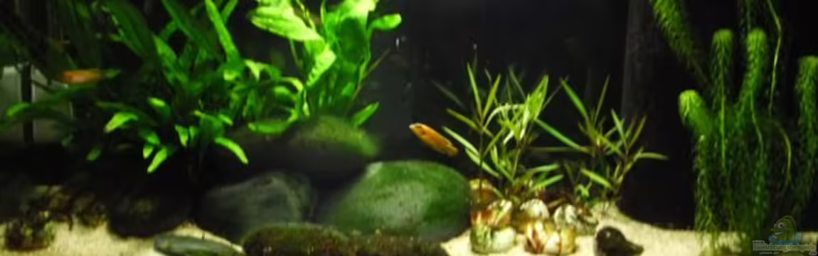 Becken 18140 von vitus