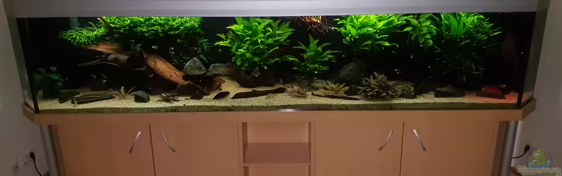 Becken 18144 von adiskus