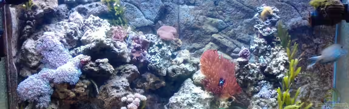 Becken 18185 von Austauscher