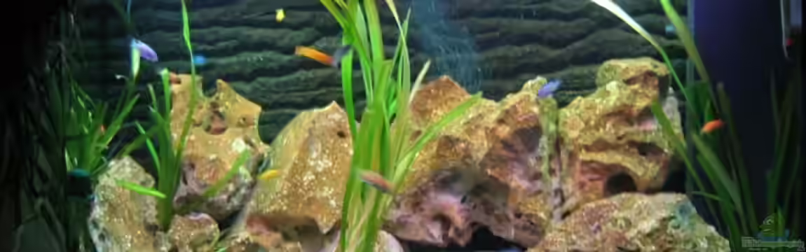 Becken 1825 von Ralf Basche