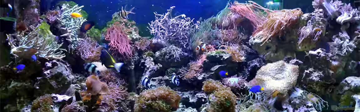 Becken 1830 von becki2