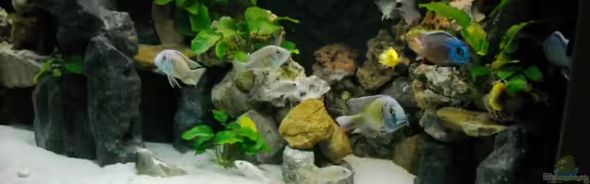 Becken 18312 von Herbert