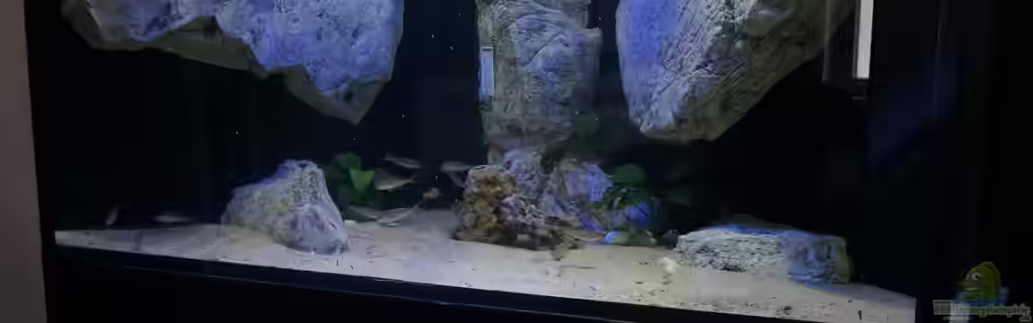 Becken 18329 von tattooindi