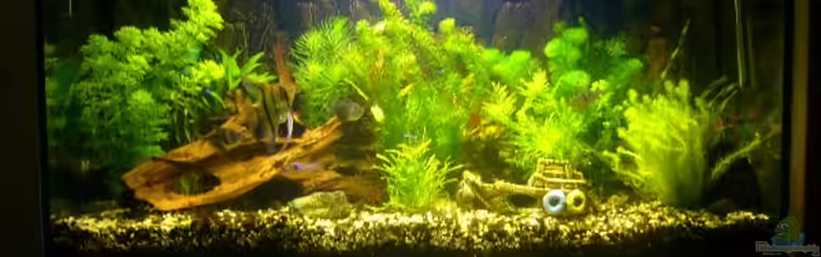 Becken 1833 von Matthias Drong