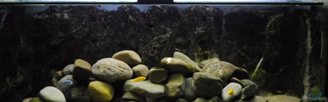 Becken 18370 von Robert Hornung