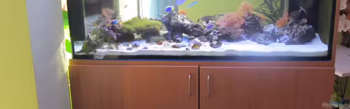 Becken 18380 von lippfisch