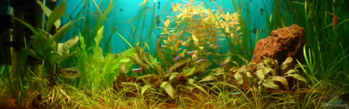 Becken 1841 von Mario Coordes