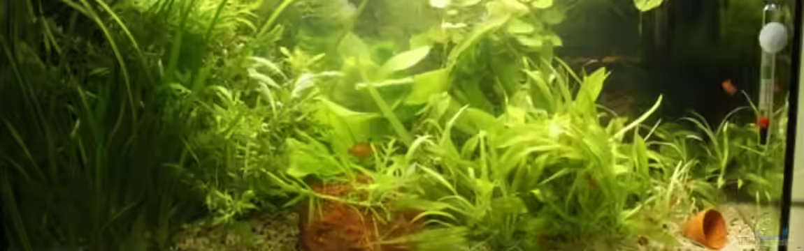 Becken 18419 von Rotwein