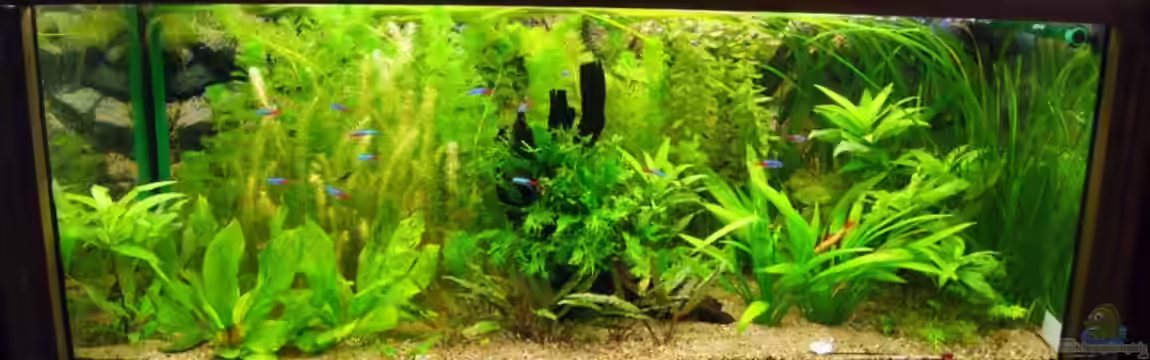 Becken 18439 von Isabell Kölling