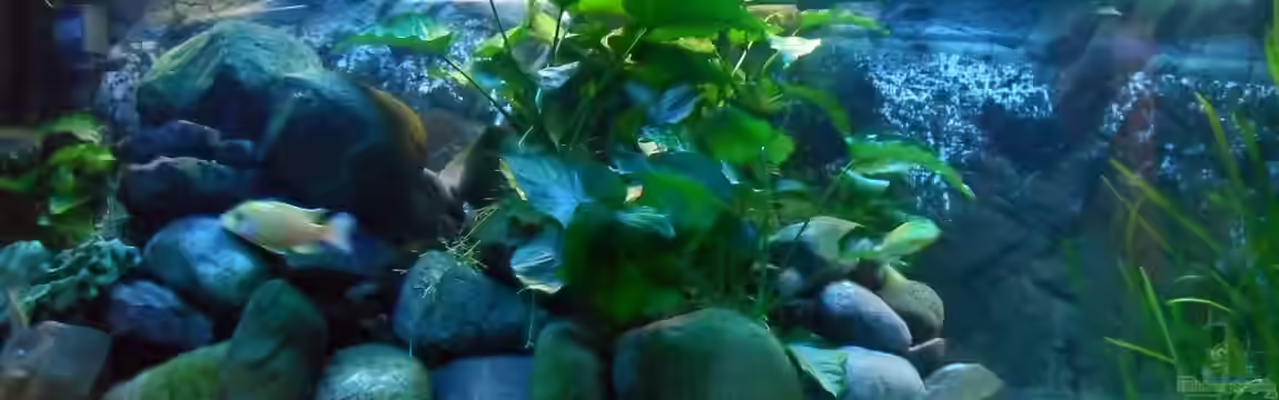 Becken 18444 von delphin