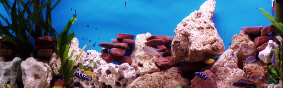 Becken 1856 von Lars Doelle