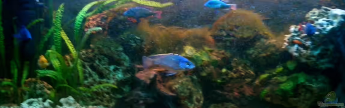 Becken 1858 von Bene Weinberger