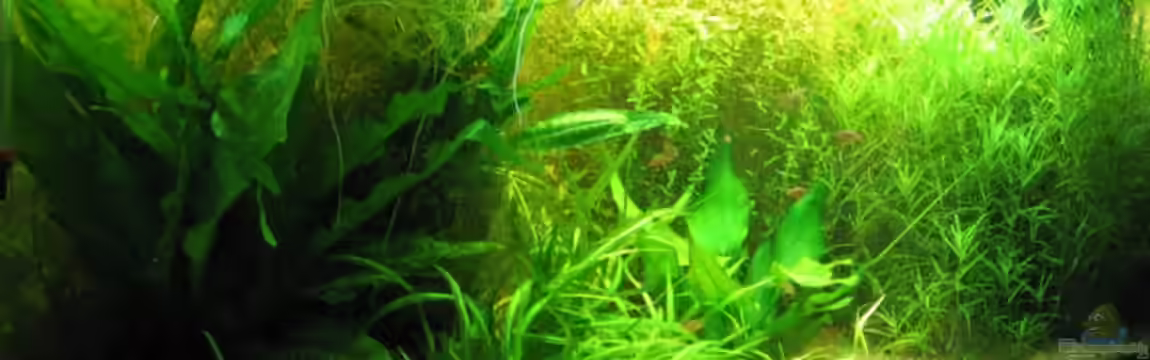 Becken 1870 von Sven Kliche